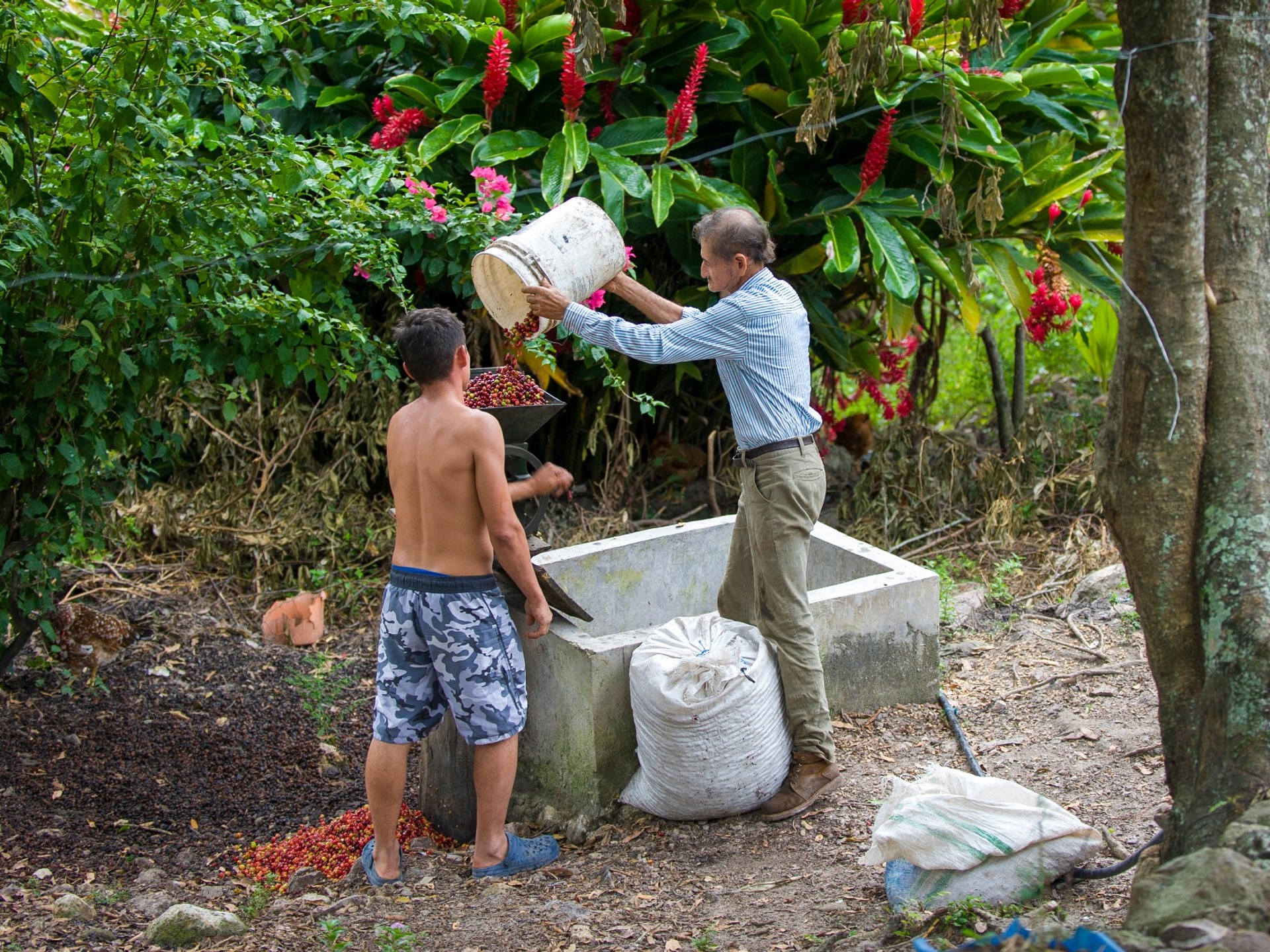 Men harvest coffee in Honduras as part of the cookstove project.