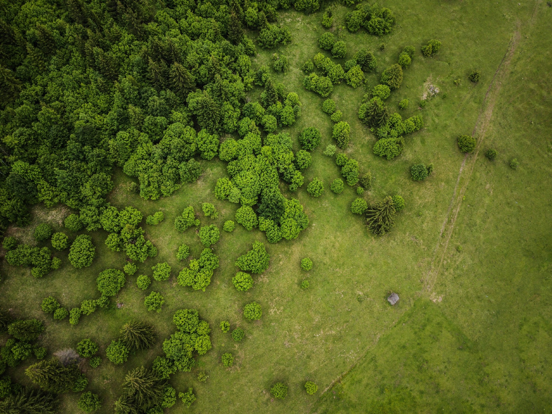 Forests to Fields around the globe