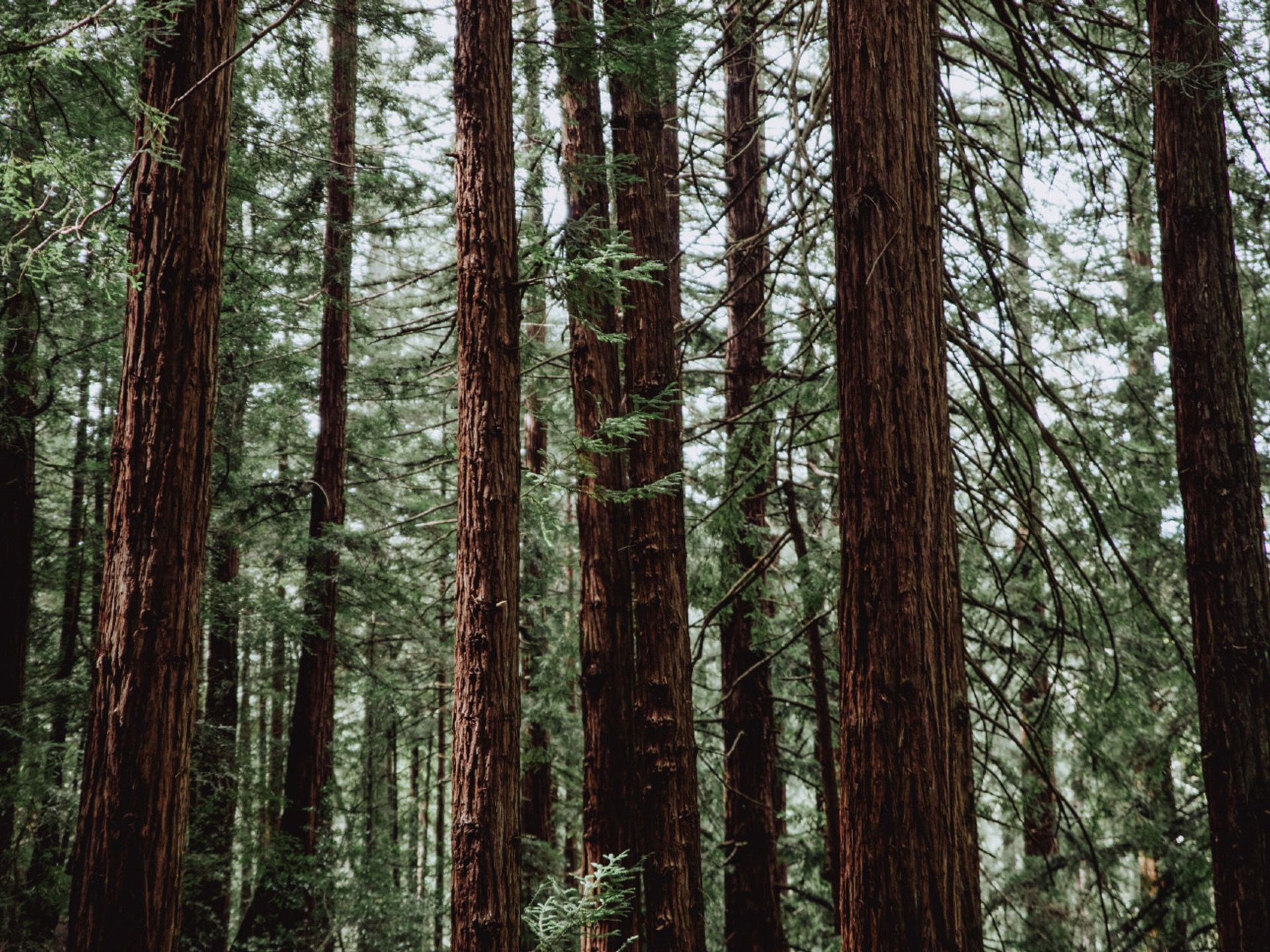 A grove of trees in the forest