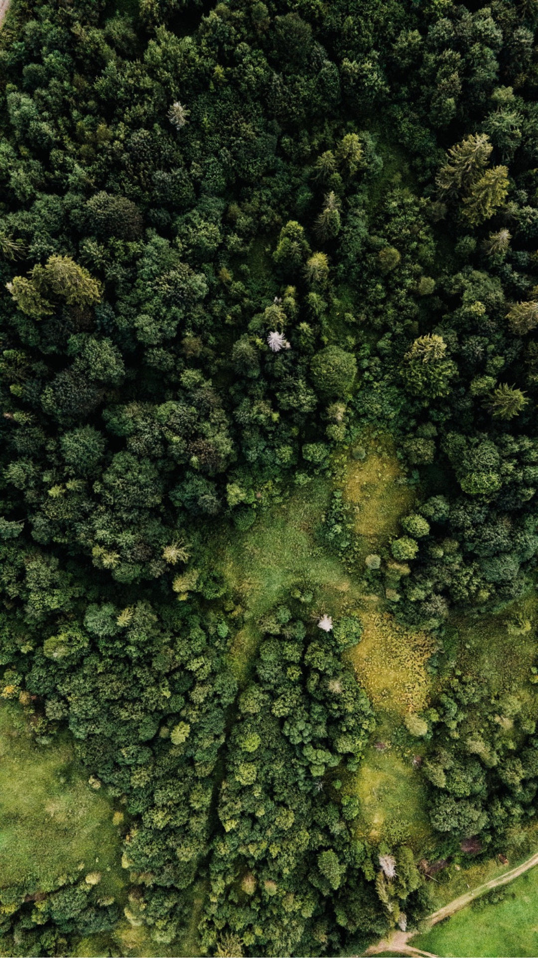 A vertical photo of forests overhead
