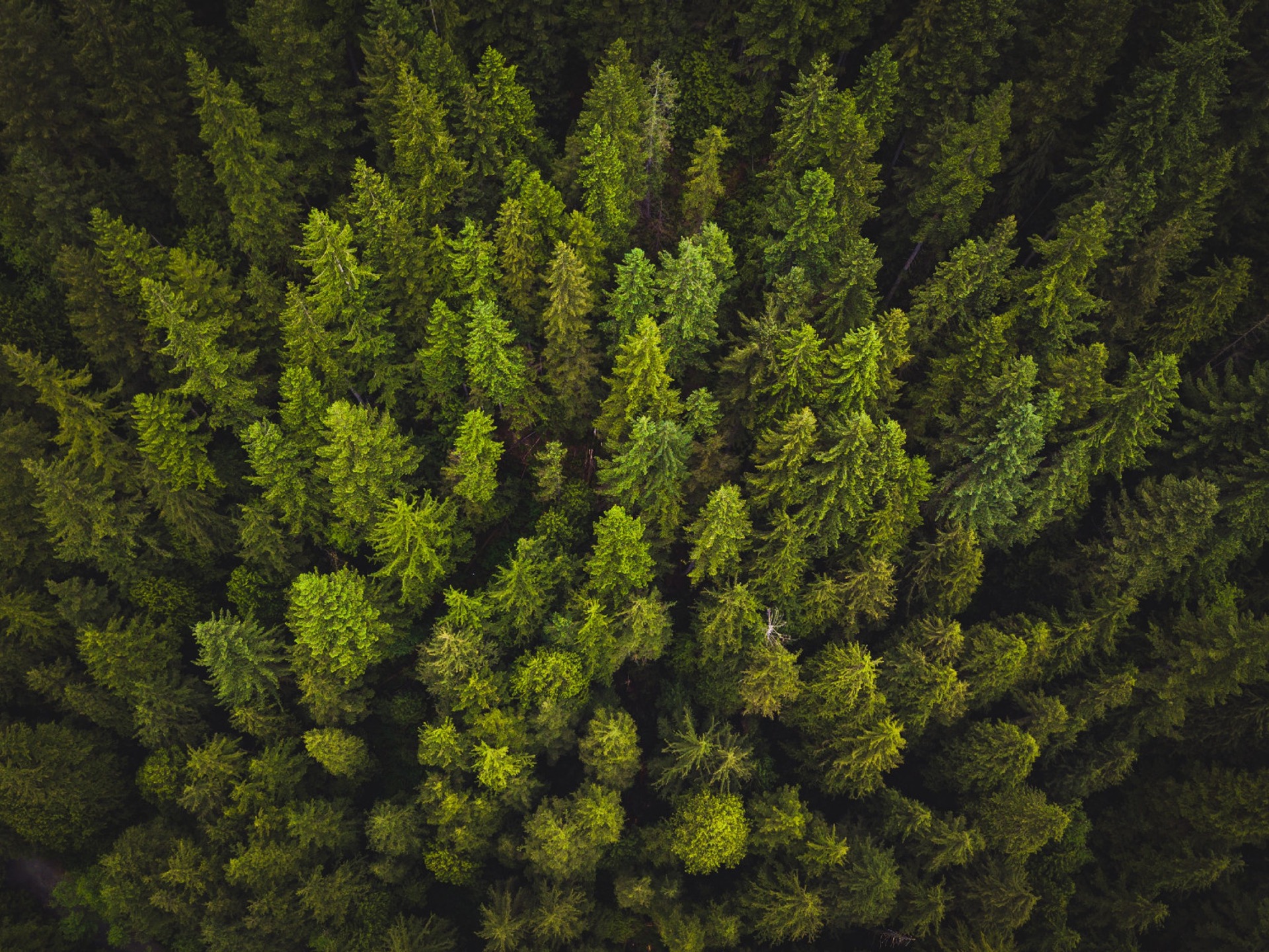A horizontal photo of forests overhead