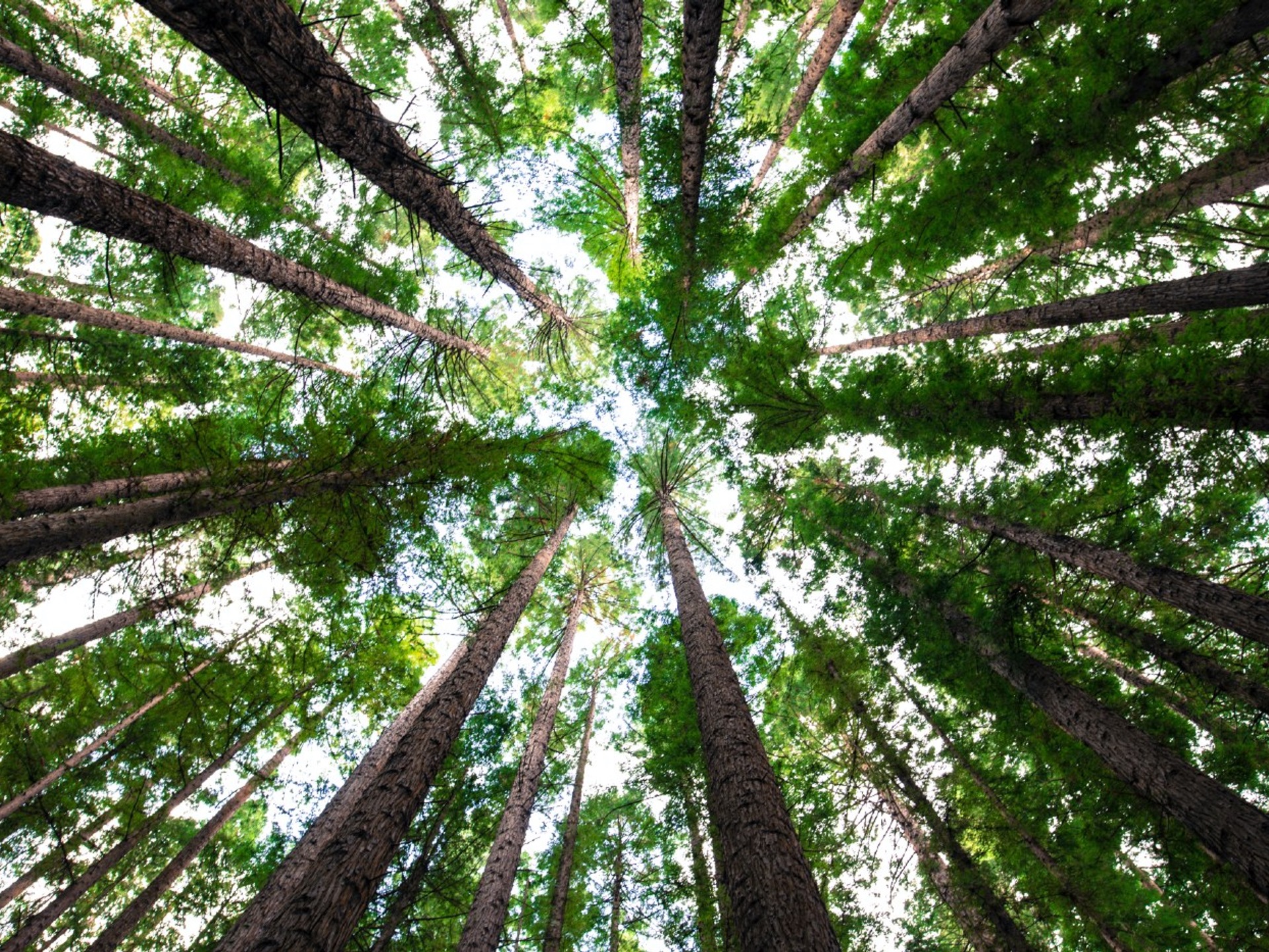 Looking up at the pine trees in an American forest