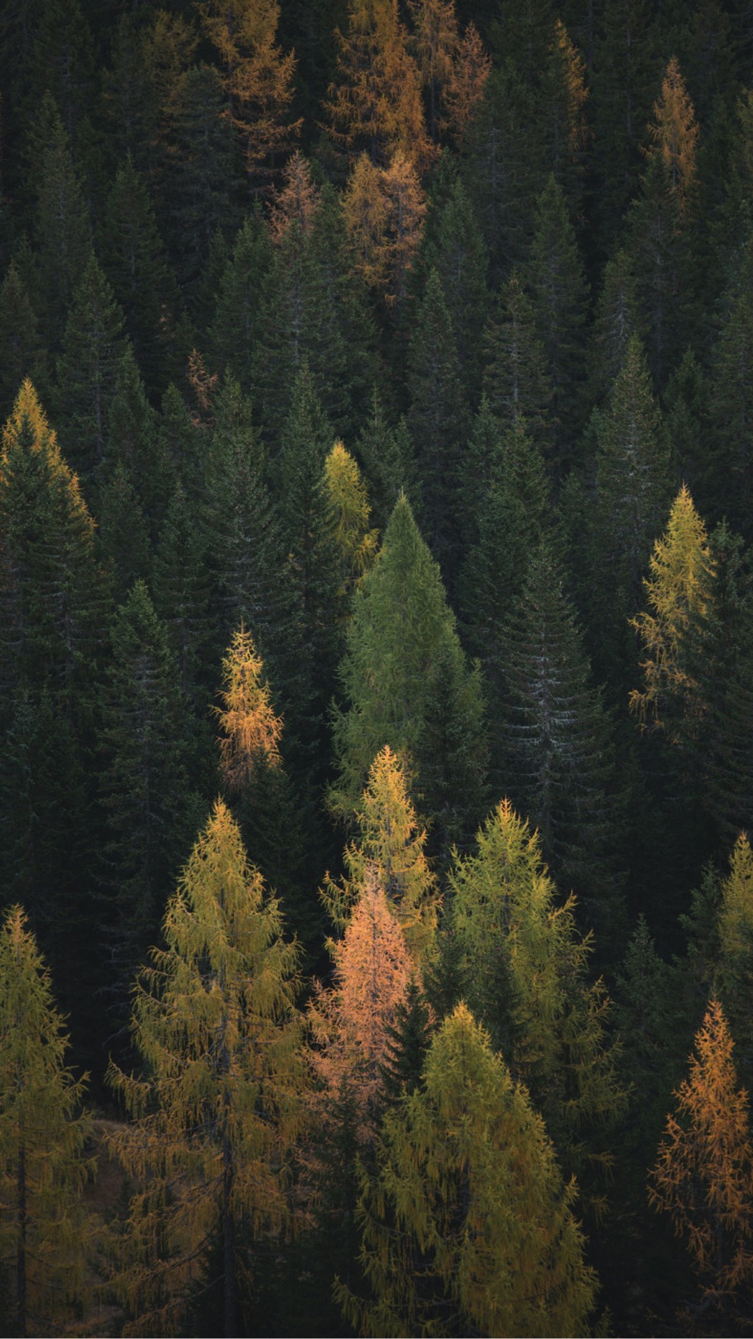 An American forest in the Autumn