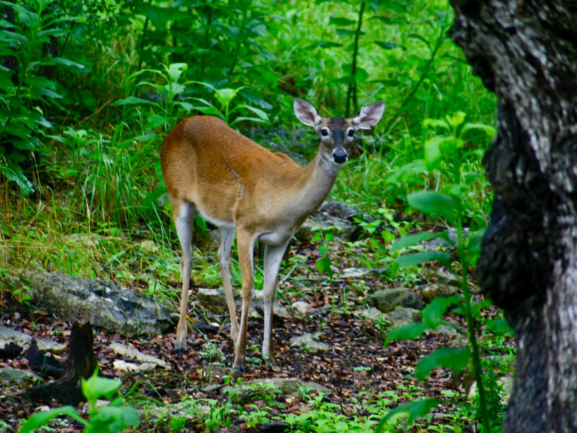A deer in the American forest