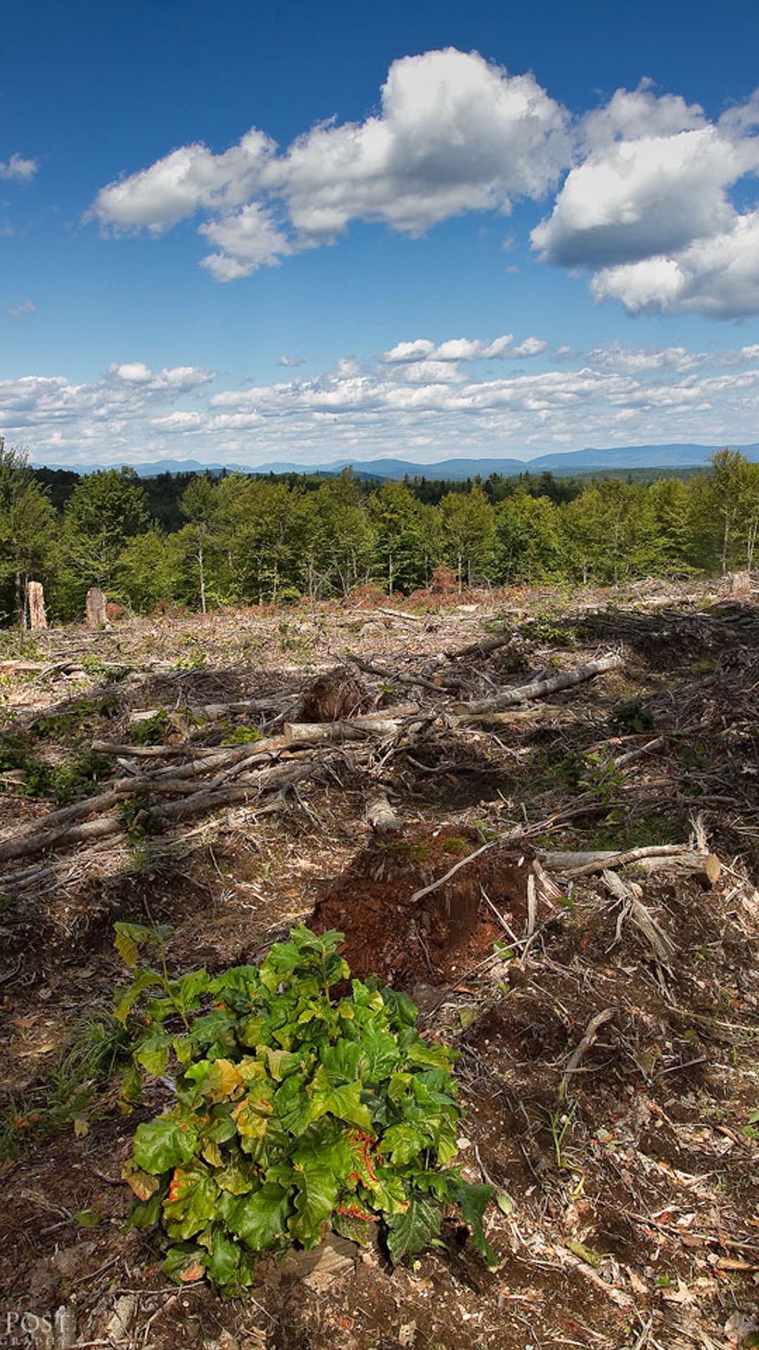 A sustainable timber harvest in Hersey Mountain, New Hampshire.
