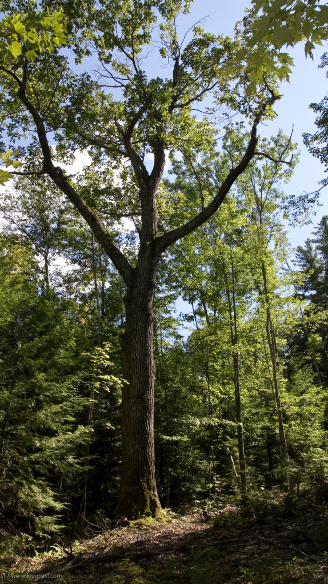 An old growth tree standing tall in New Hampshire at Hersey Mountain Wilderness.