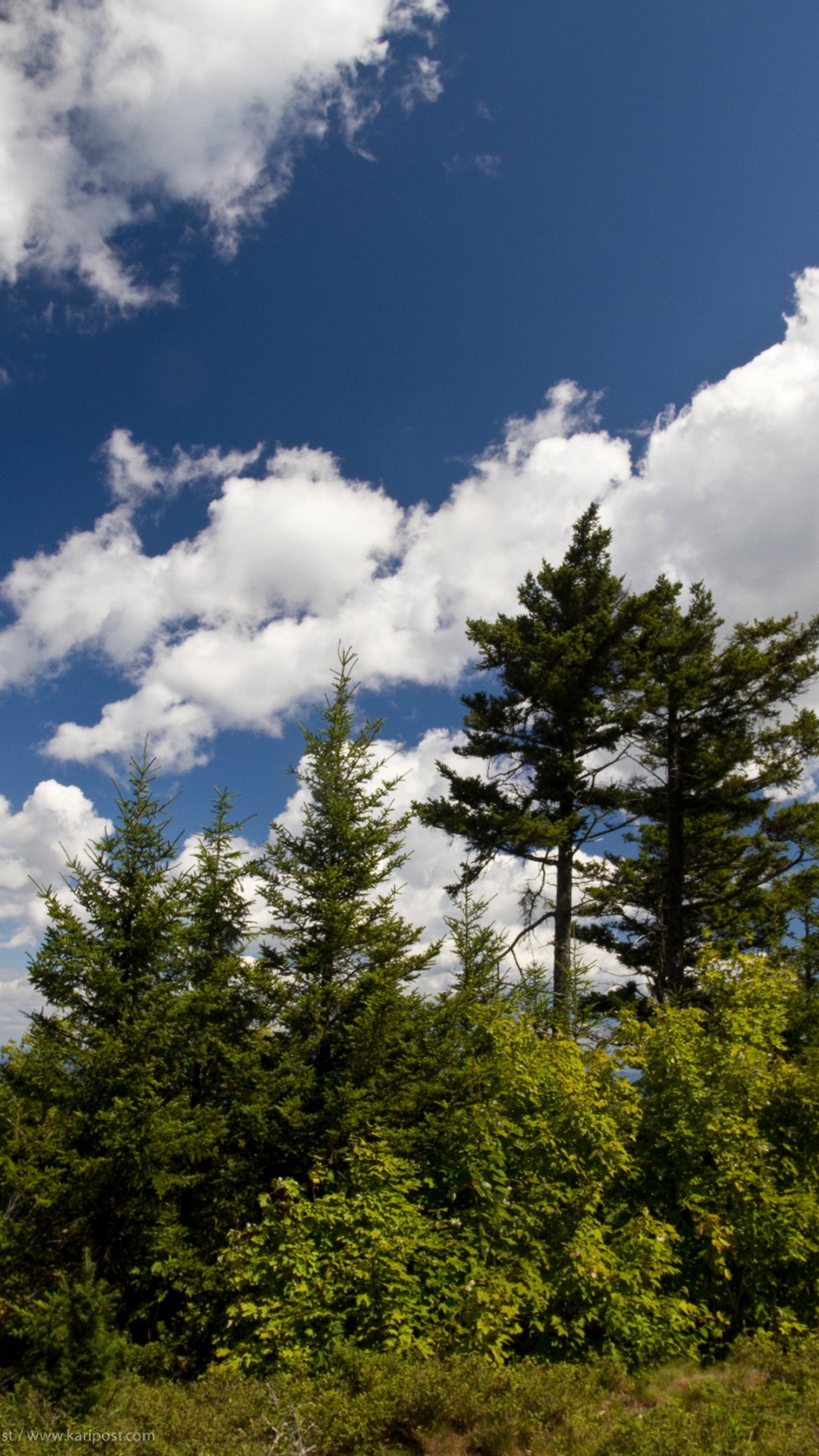 Trees against the skyline on a summer day in Hersey Mountain Wilderness.