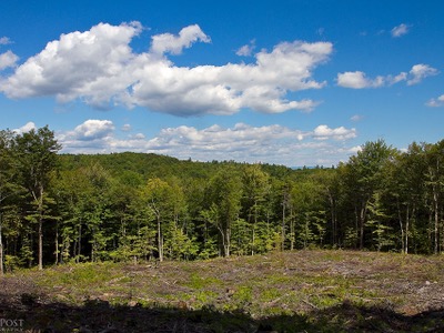 A clearing in the forest at Hersey Mountain Wilderness.