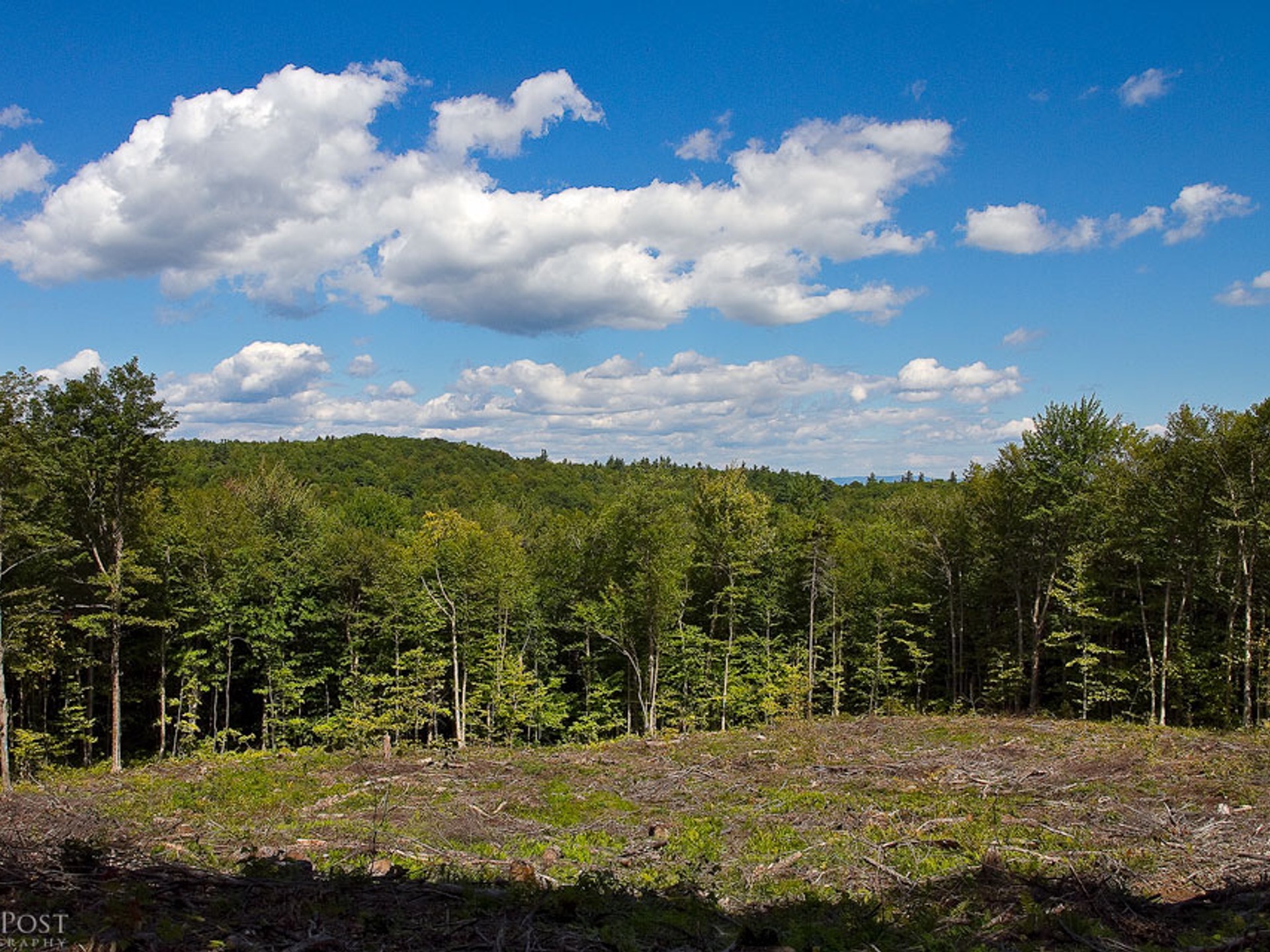 A clearing in the forest at Hersey Mountain Wilderness.