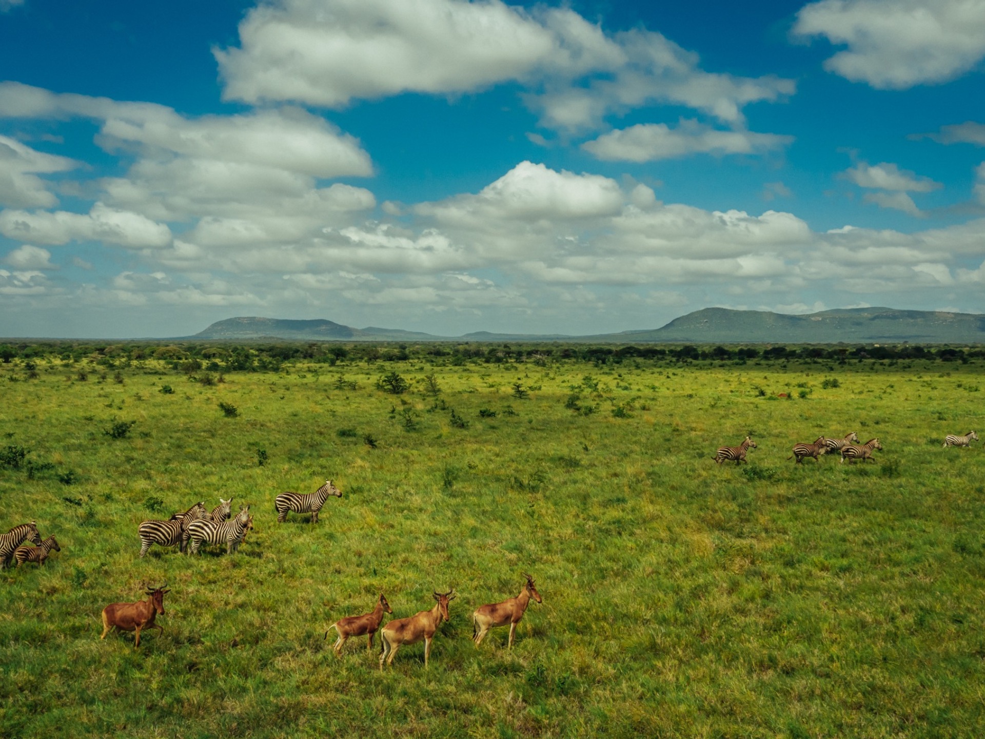 A vista with animals in Kasigau Corridor.