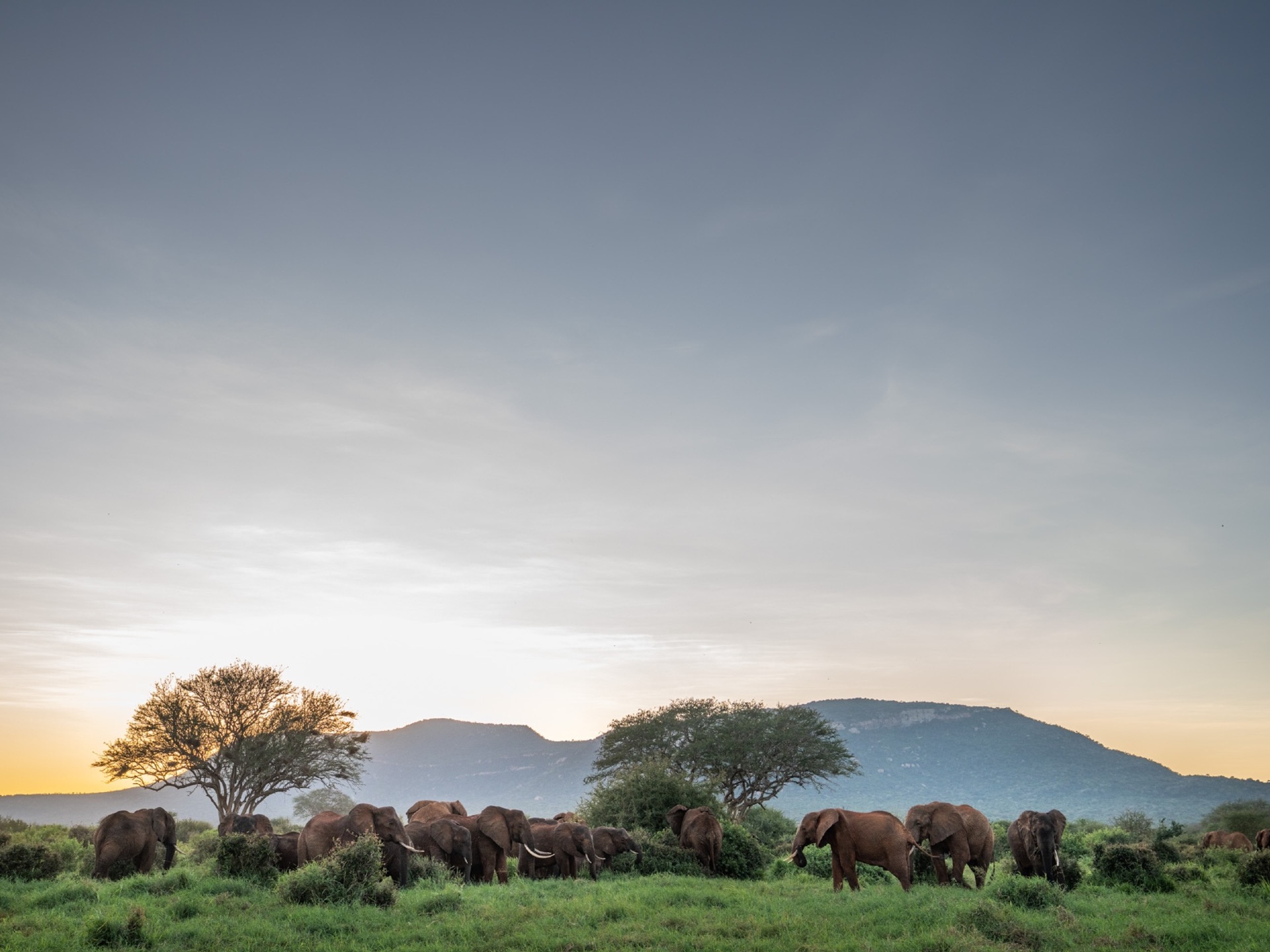 Elephants grazing in Kasigau Corridor.