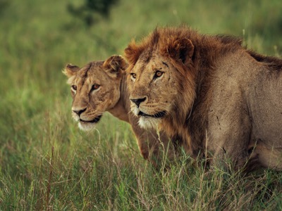 Two lions in Kasigau Corridor.