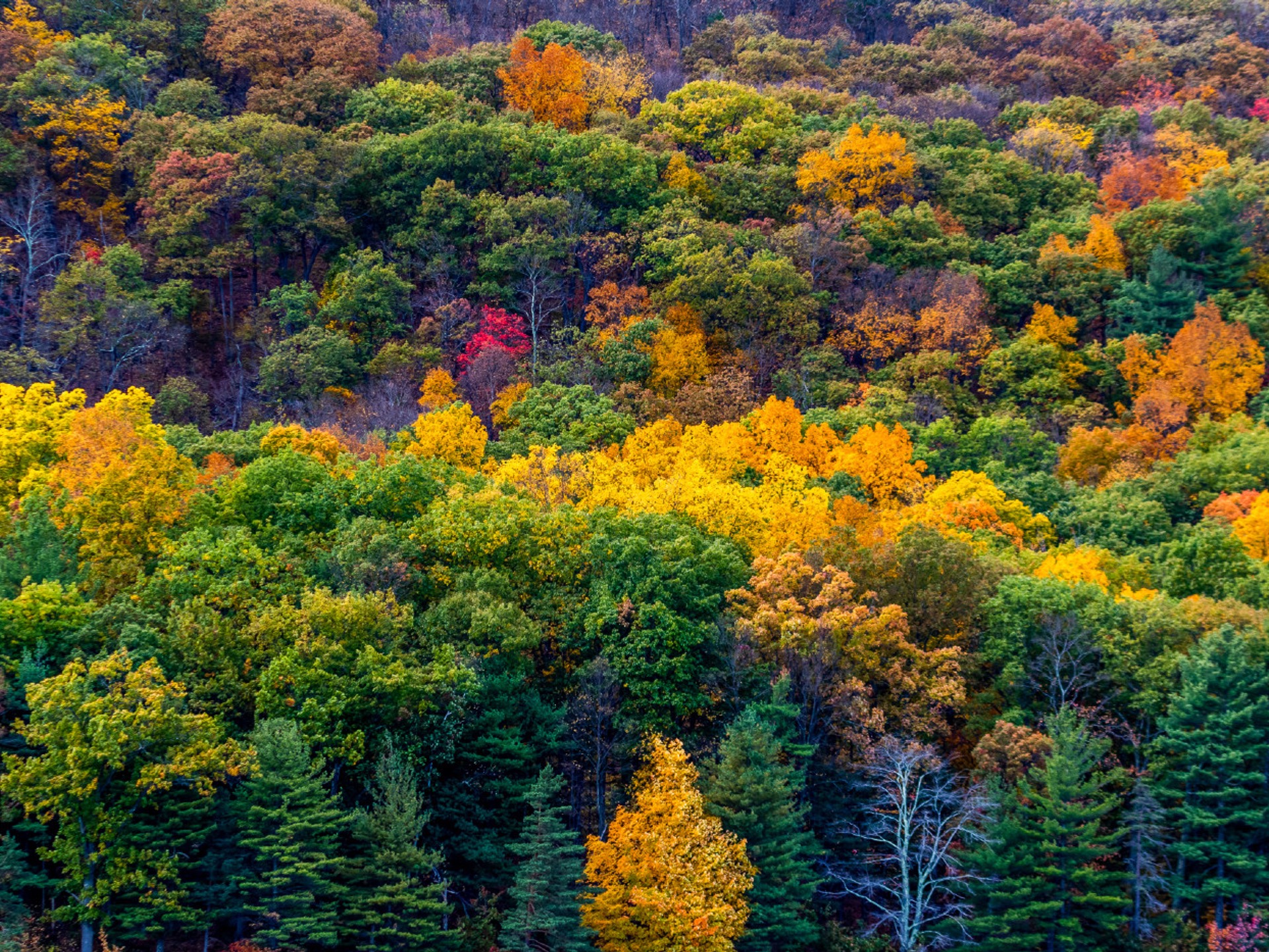 A brilliant photo of autumn-colored trees in the forest of the Tri-City project.