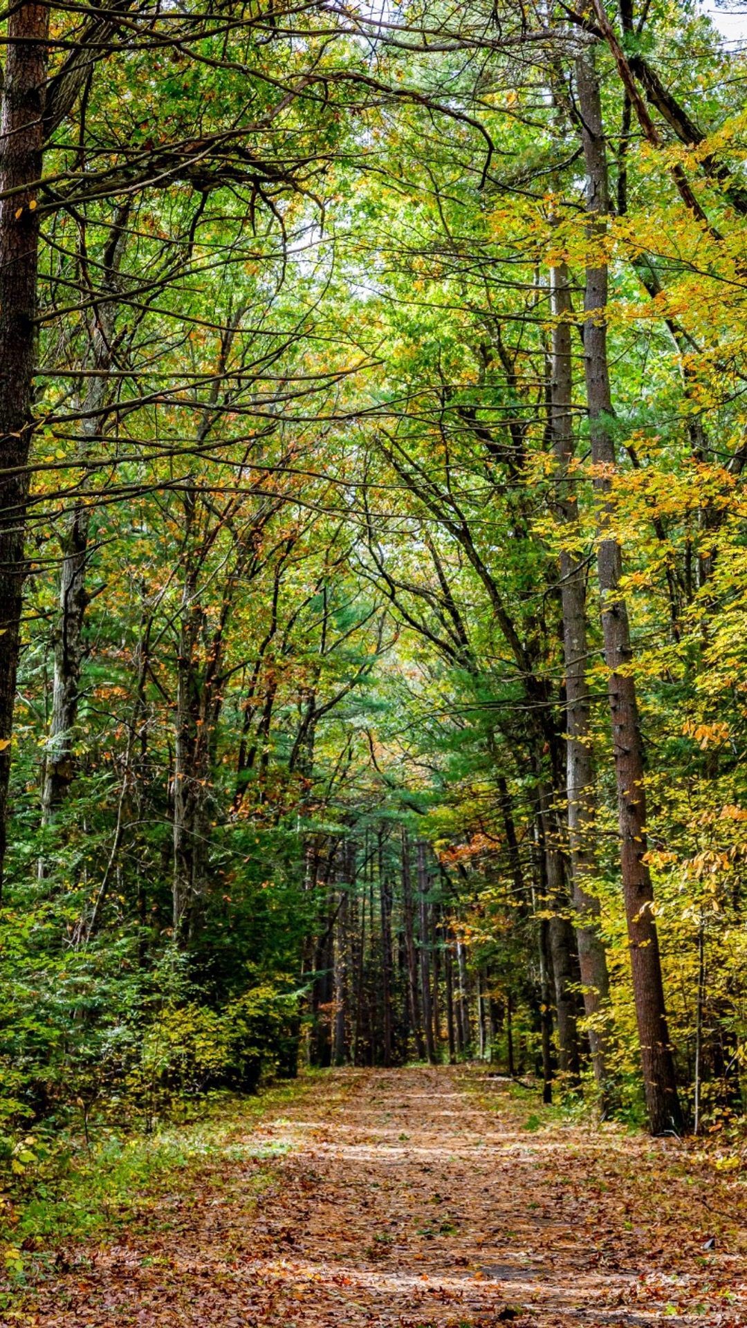 A beautiful trail lined with forest in the Tri-City project in Massachusetts.