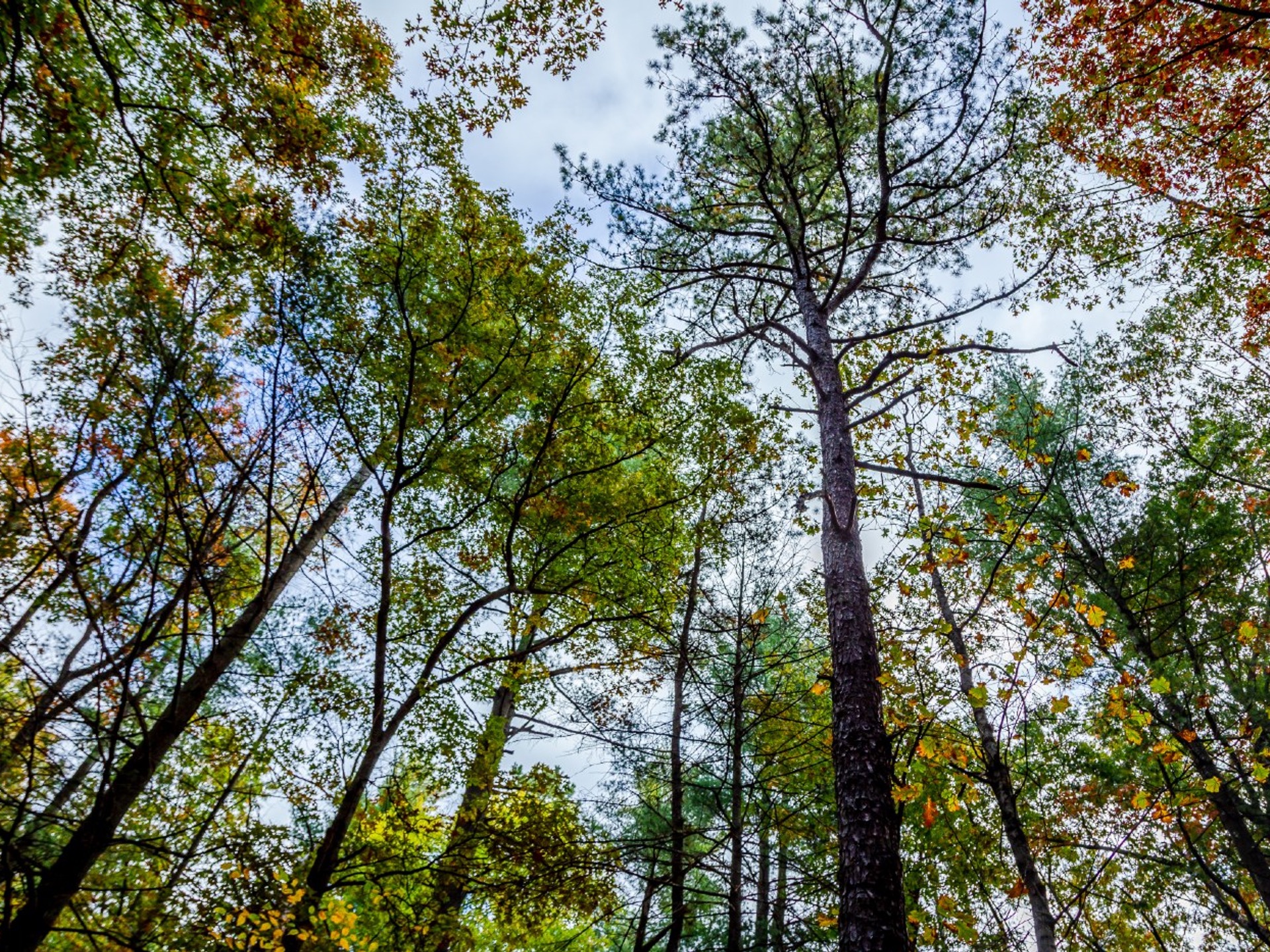 Looking up at the tree tops in the Tri-City project in Massachusetts.