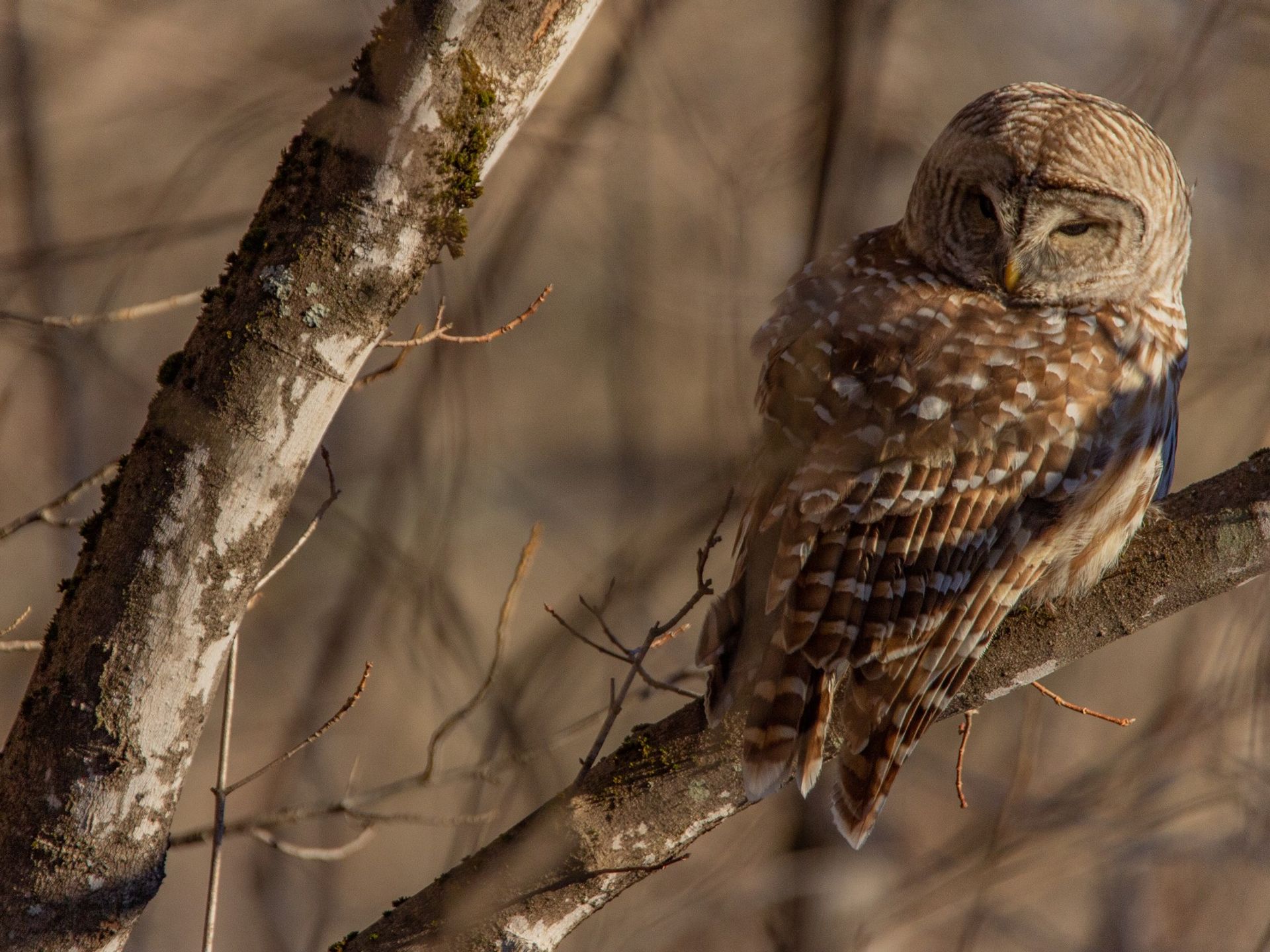 A barred owl at Eagle Mountain Wildlands by Stephen Matter. 