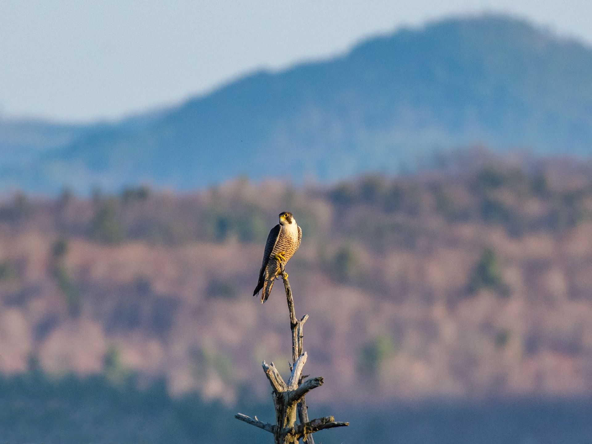 A Peregrine Falcon in Eagle Mountain Wildlands by Brendan Wiltse. 