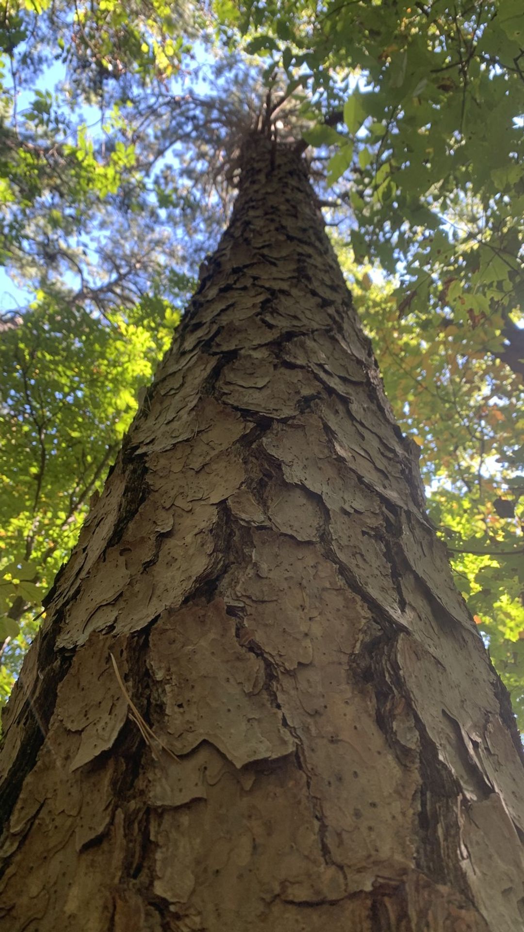 A photo of interesting tree bark at the St. Elmo Forest Preservation at Lookout Mountain.