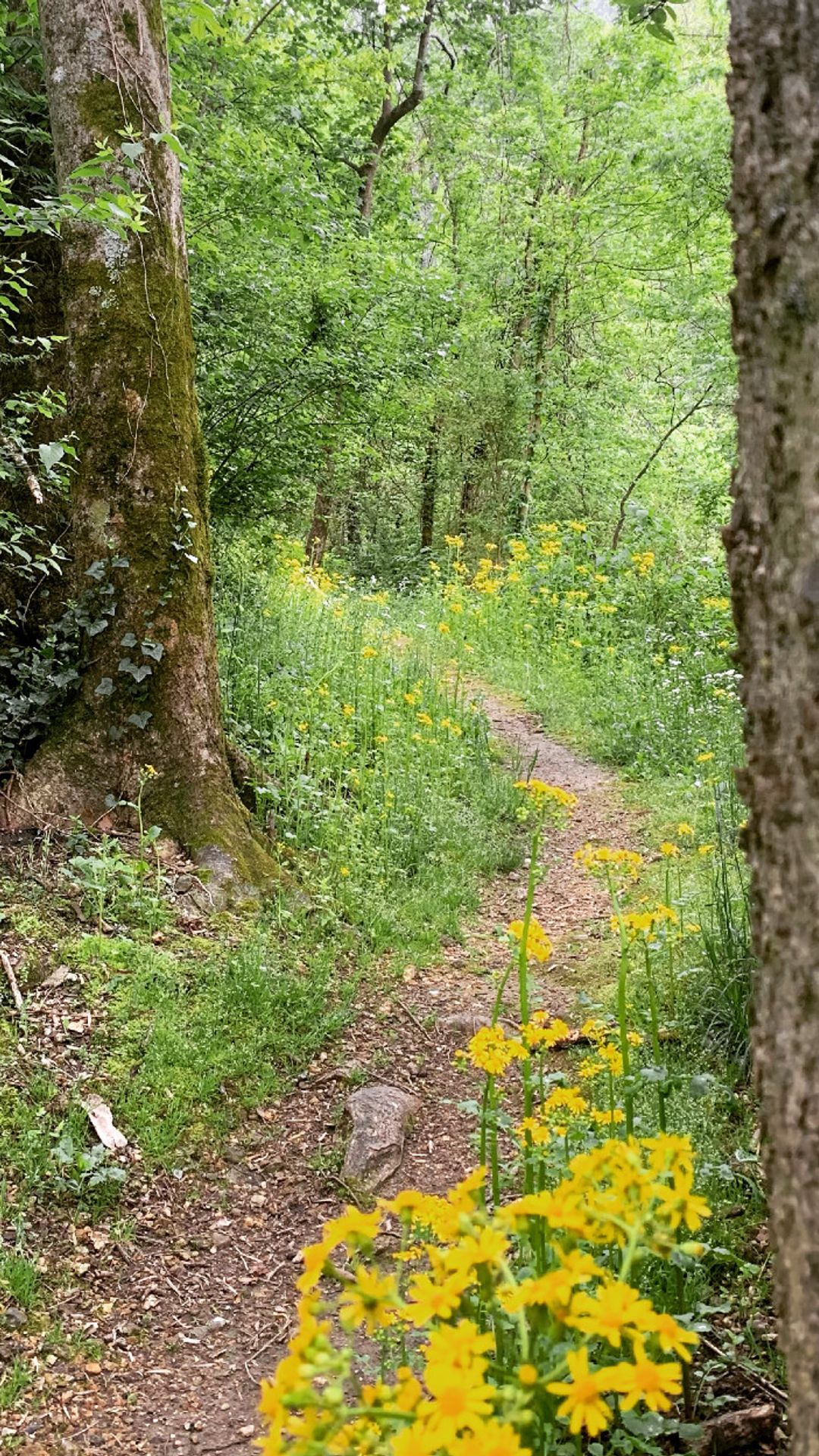 A photo of wildflowers on the trail at the St. Elmo Forest Preservation at Lookout Mountain.