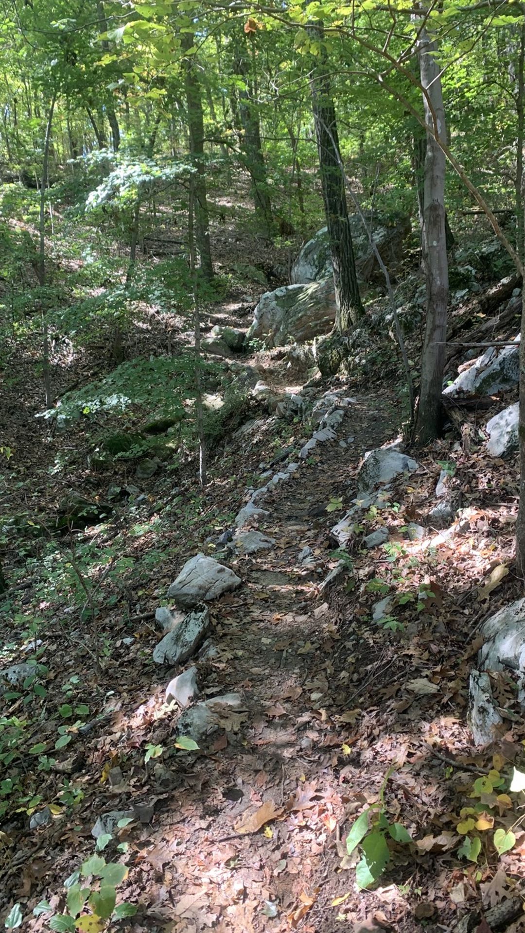 A photo of a rocky trail lined with trees in the St. Elmo Forest Preservation.