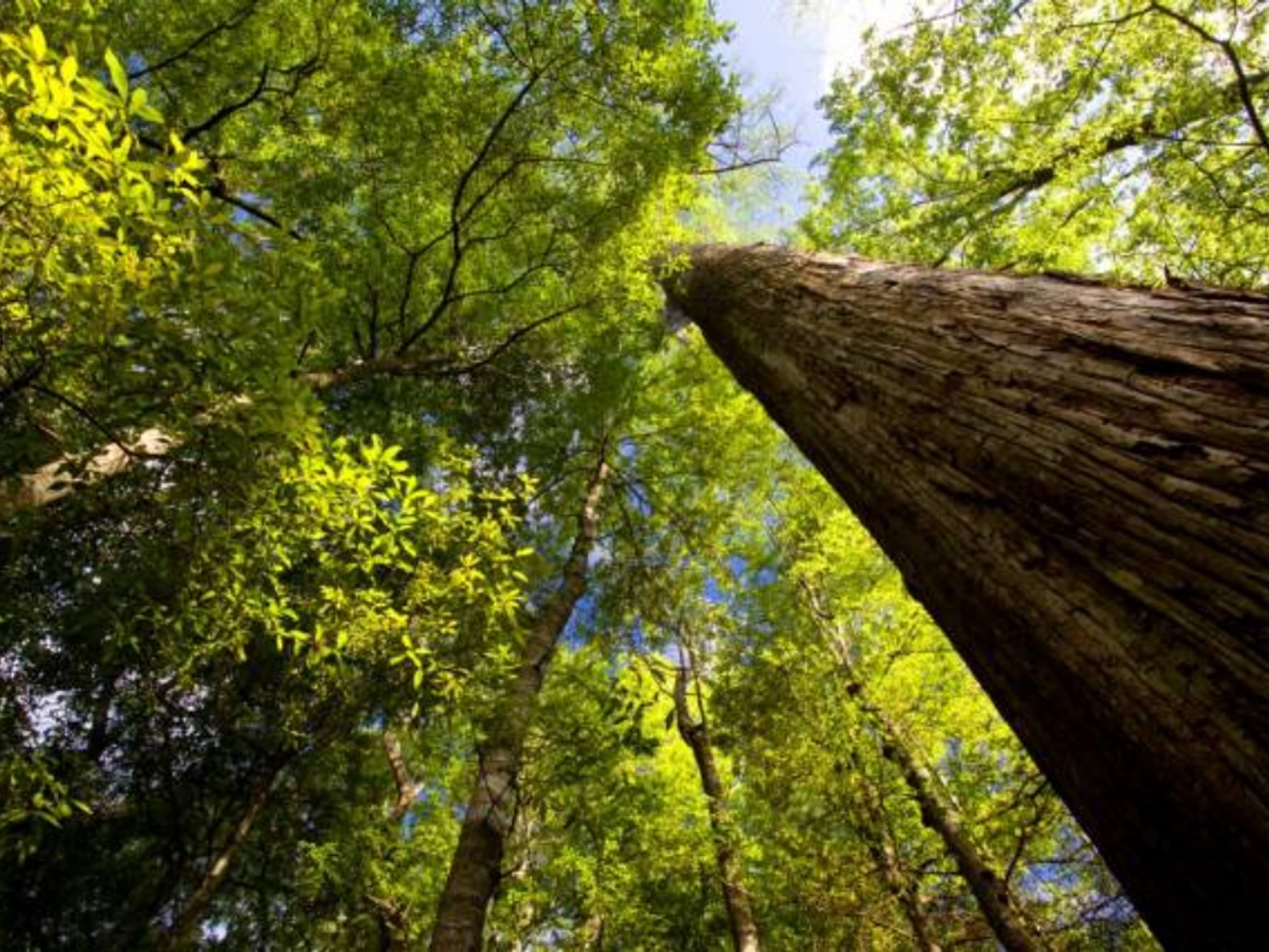 Tree tops in the Audubon Francis Beidler Forest in South Carolina.