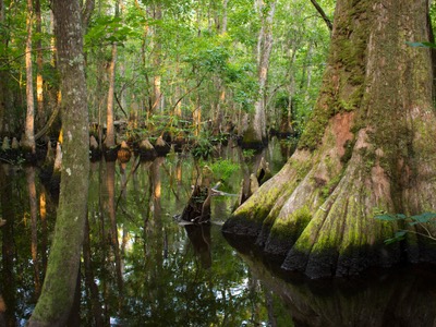 A cypress swamp area in the Audubon Francis Beidler Forest in South Carolina.