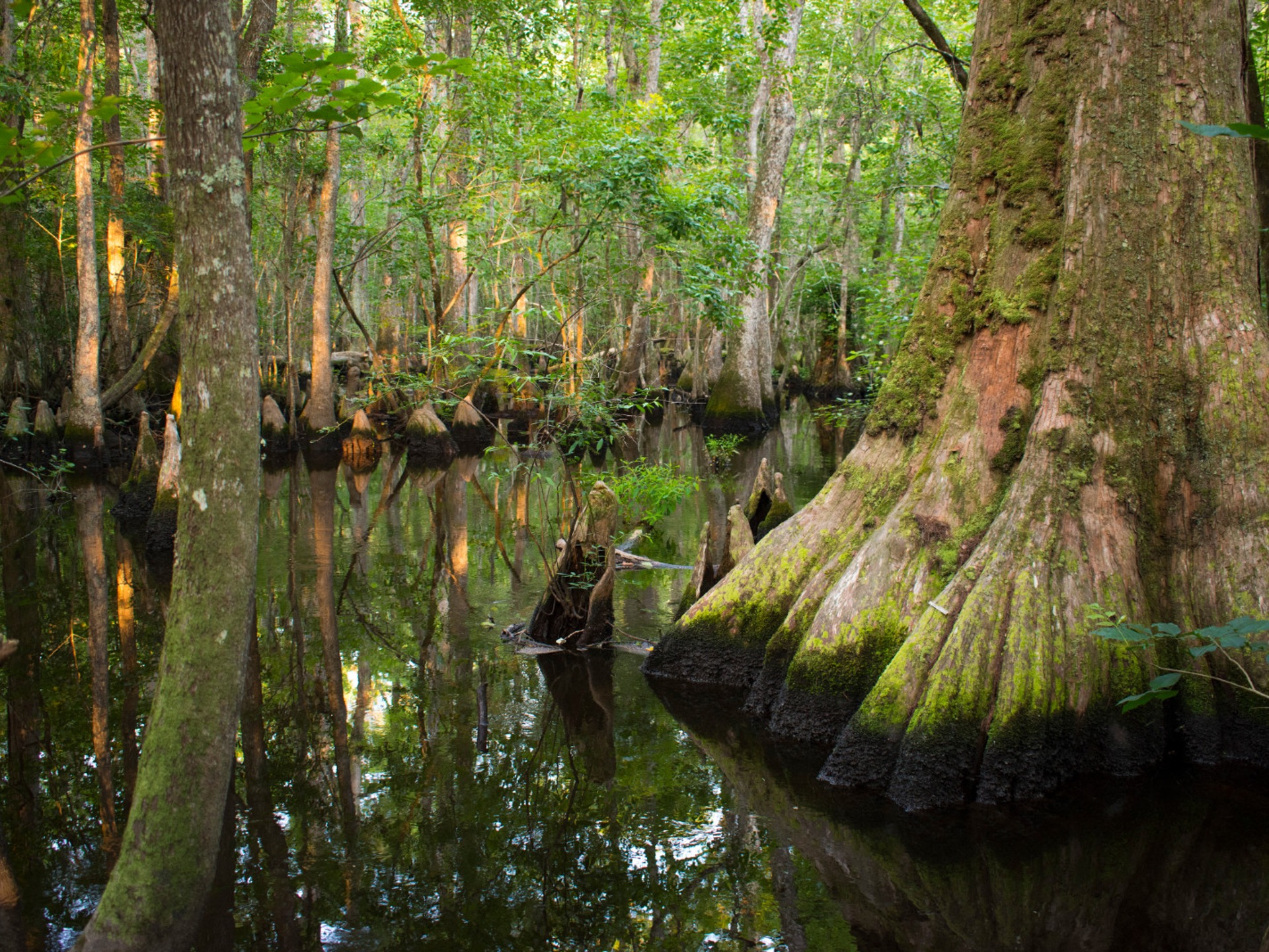 A cypress swamp area in the Audubon Francis Beidler Forest in South Carolina.