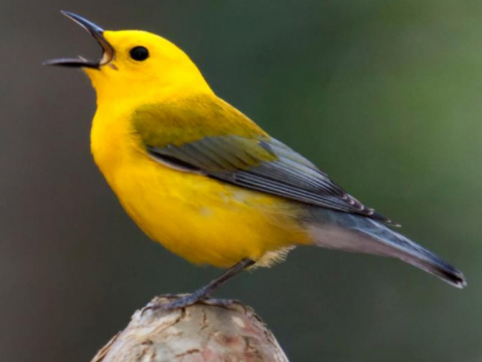 A yellow bird in the Audubon Francis Beidler Forest in South Carolina.