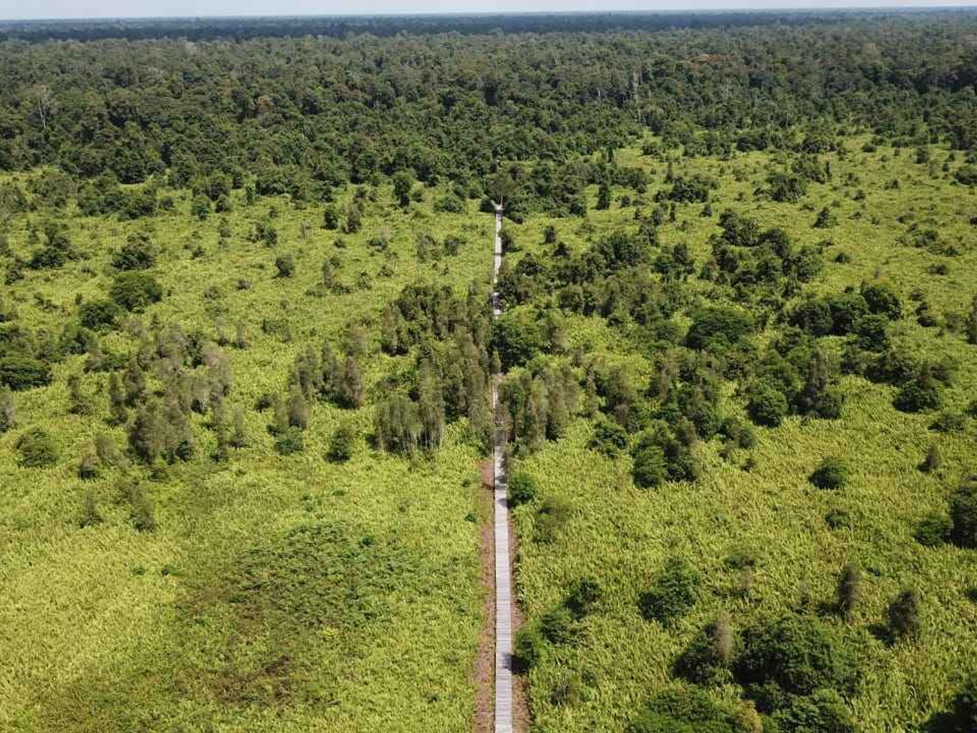A boardwalk through the Katingan Peatlands and Forest in Indonesia.