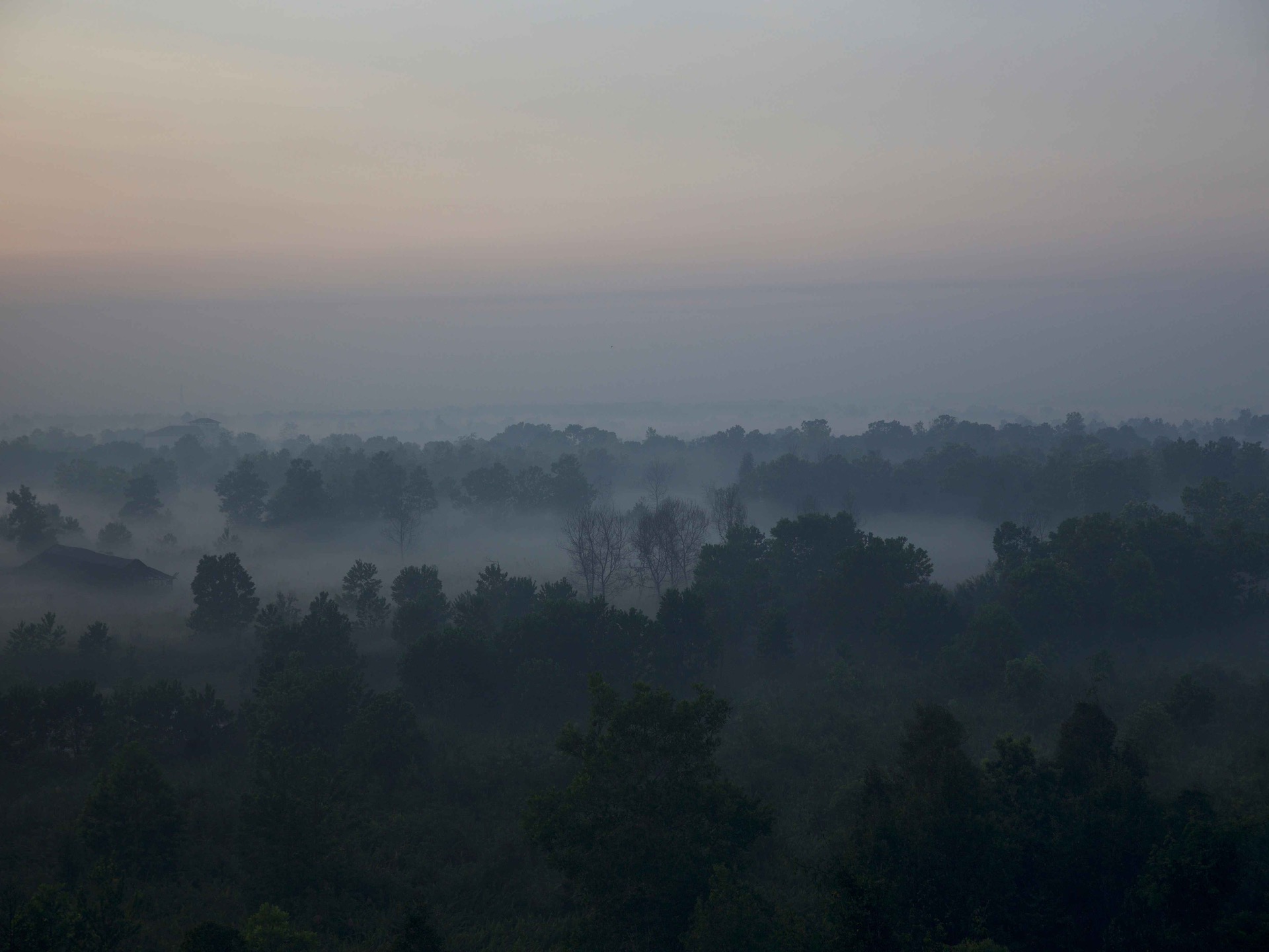 A boardwalk through the Katingan Peatlands and Forest in Indonesia.