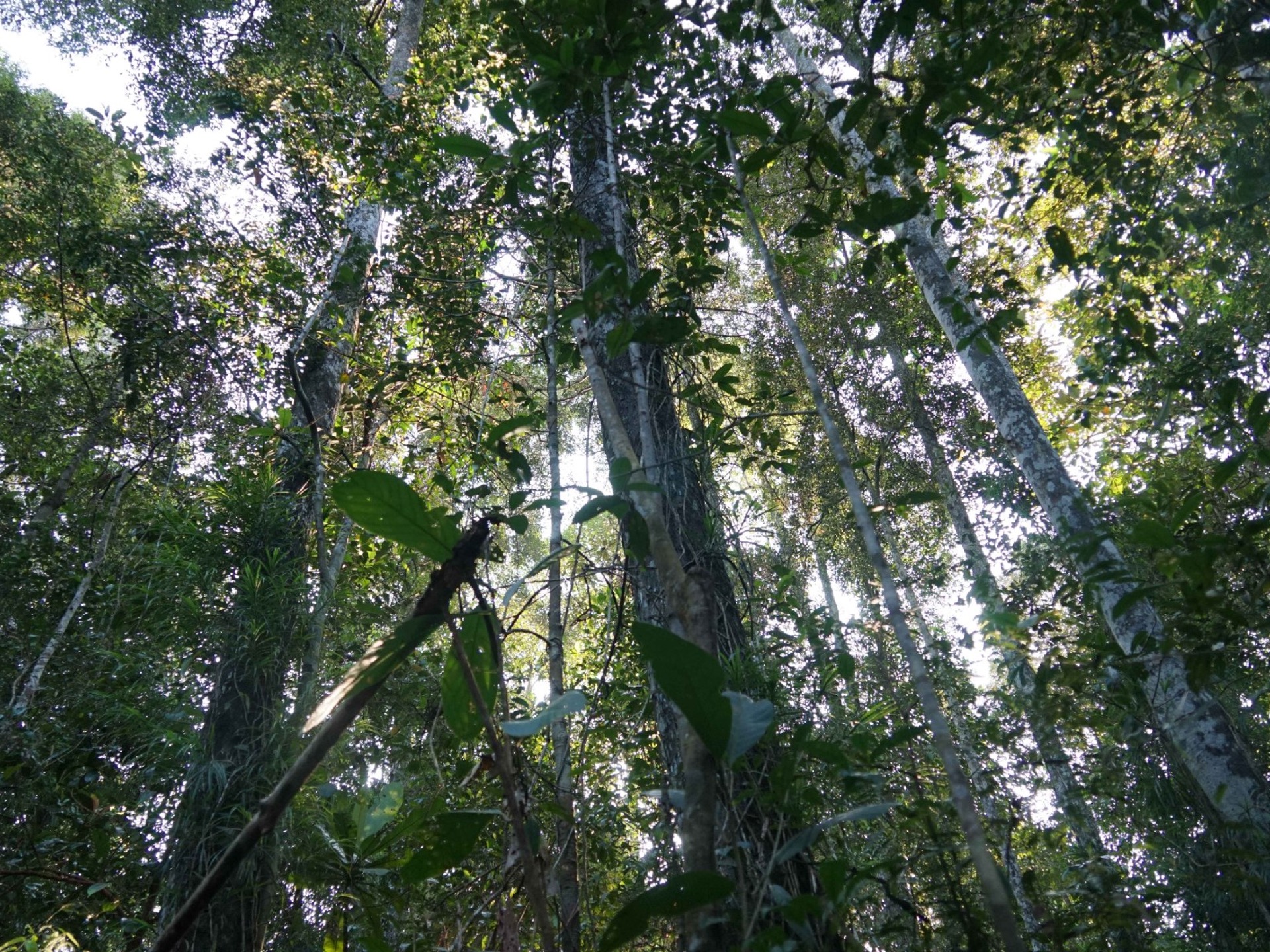 In the trees of the Katingan Peatlands and Forest in Indonesia.