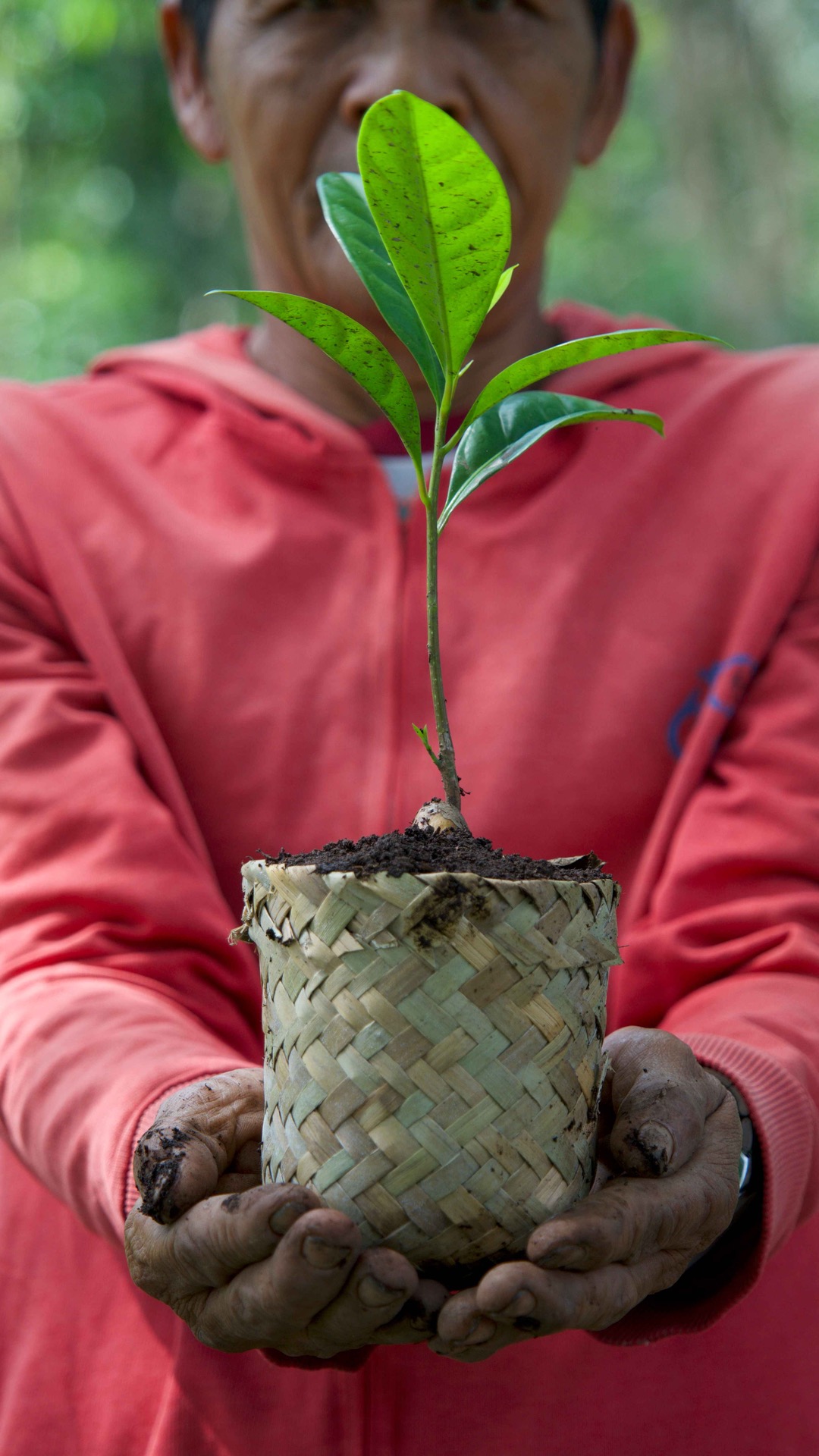 A project worker holds a tree seedling ready to plan in the Katingan Peatlands and Forest in Indonesia.